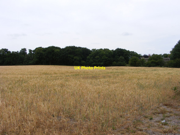 Photo 6"x4" Field near Flixton Decoy Camps Heath c2010