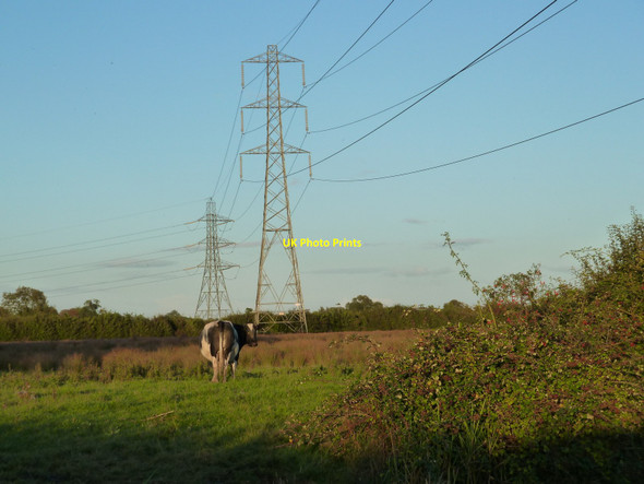 Photo 6"x4" Pylon line and a curious cow, Chapel Road, south of Broadstreet Common Broadstreet Common\/ST3584 c2010