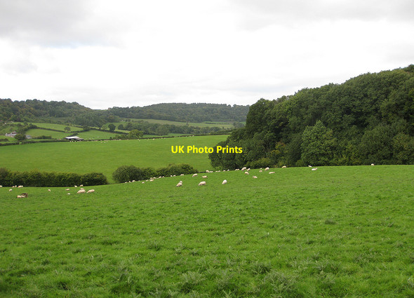 Photo 6"x4" Sheep pastures near Hom Grove Farm Drybrook c2010