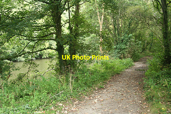 Photo 6"x4" Calstock: Tamar footpath Gunnislake c2010