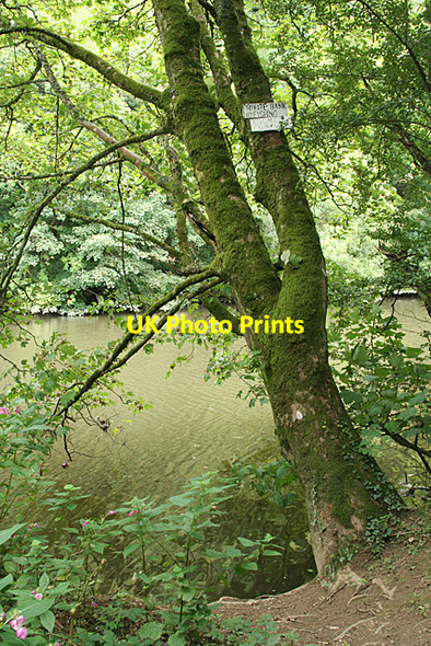 Photo 6"x4" Calstock: by the Tamar Gunnislake c2010