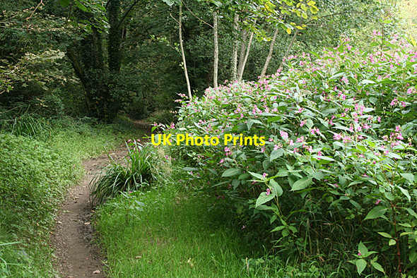 Photo 6"x4" Calstock: Himalayan Balsam Gunnislake c2010