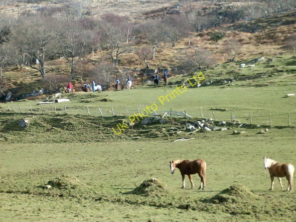 Photo 6"x4" Ponies and riders Daltote c2006