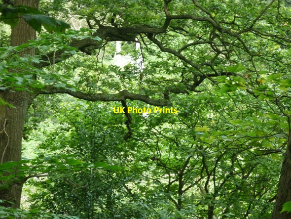 Photo 6"x4" Walking along the Leeds to Liverpool Canal #126 Baildon c2010
