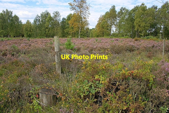 Photo 6"x4" Ruined Fence Corner, Anson's Bank Bednall Head c2010