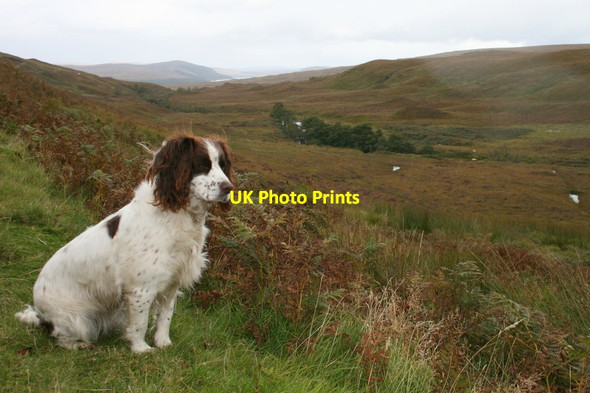 Photo 6"x4" First impressions by the banks of the river Vagastie Strath Vagastie c2010