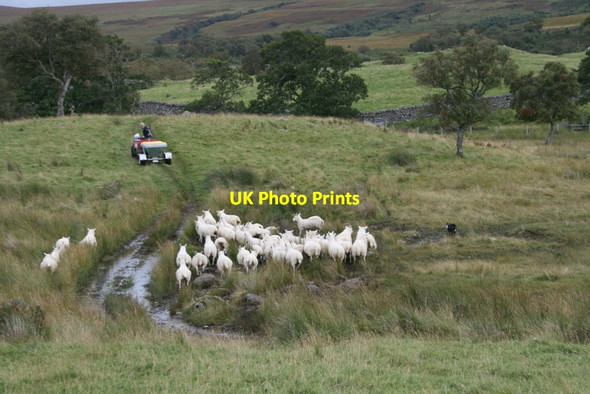 Photo 6"x4" Highland shepherdess driving sheep to pastures new Altnaharra c2010
