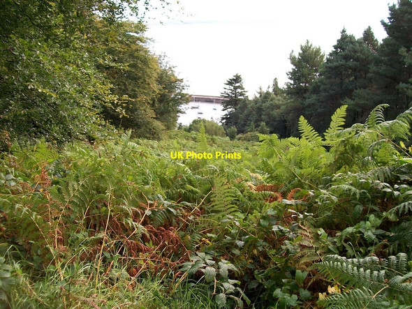 Photo 6"x4" Bracken infestation alongside the Granite Trail Newcastle\/J3732 c2010
