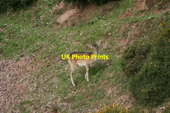 Photo 6"x4" Deer in Disused Quarry, Coppice Hill Brocton\/SJ9619 c2010