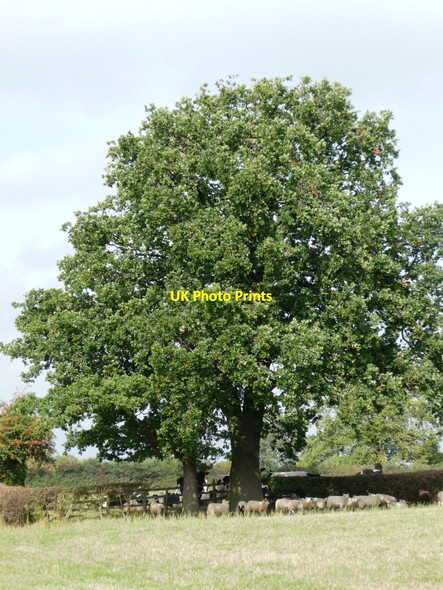Photo 6"x4" Seeking shade Nosterfield c2010