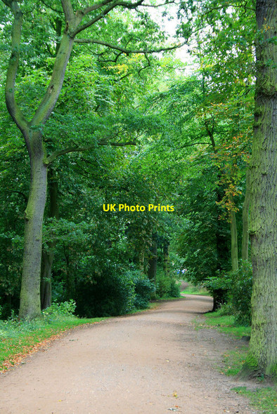 Photo 6"x4" Avenue in Attingham Park Atcham c2010