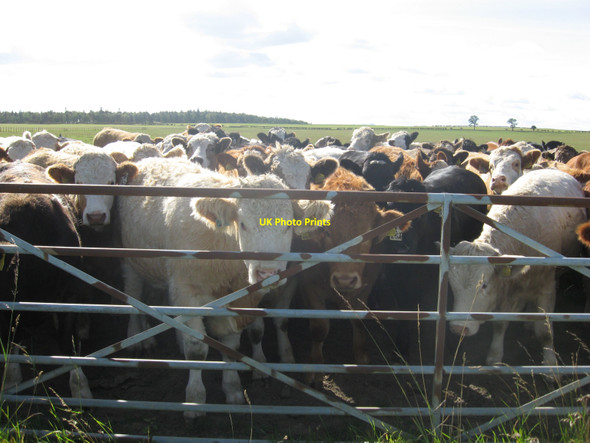 Photo 6"x4" Cow & Gate New Town\/NT4470 c2010