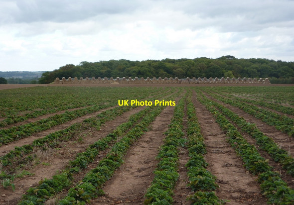 Photo 6"x4" Strawberry field stretching almost to Wheatley Wood Beckingham\/SK7790 c2010