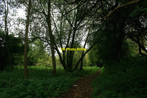 Photo 6"x4" Willow in Fox Covert Long Eaton c2010