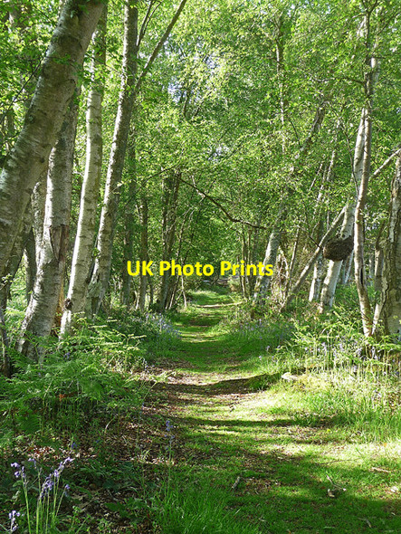 Photo 6"x4" Lavington Common (3) Duncton c2010