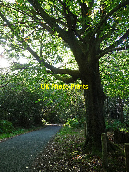 Photo 6"x4" Bedham Lane, Bedham (2) Bedham c2010