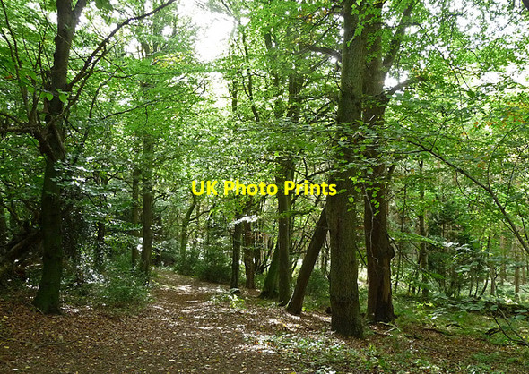 Photo 6"x4" Woodland near Bedham Bedham c2010