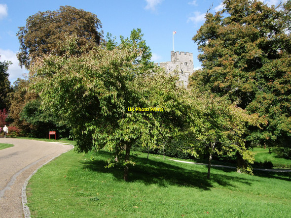 Photo 6"x4" Trees in Arundel Castle Garden Arundel c2010