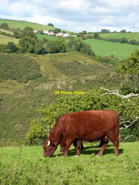 Photo 6"x4" Cows in the field, Woodhuish Lane Hillhead\/SX9053 c2010