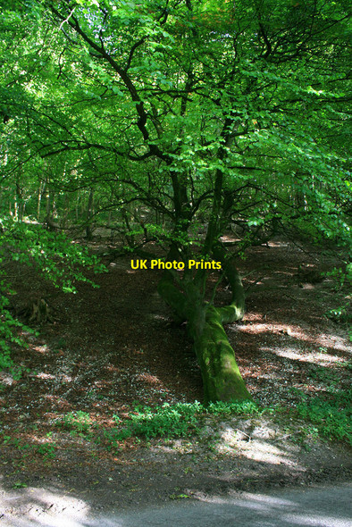 Photo 6"x4" Fallen, but surviving Sydmonton c2010