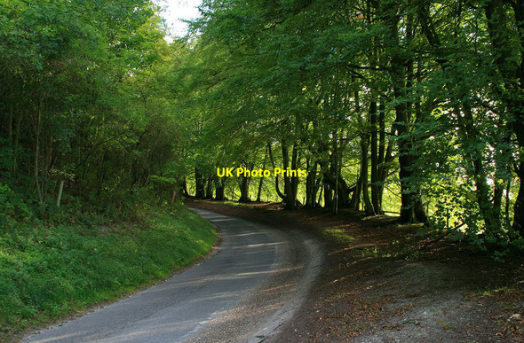 Photo 6"x4" Avenue of beeches Sydmonton c2010