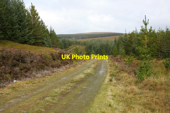 Photo 6"x4" Track in Overscaig Plantation Fiag Bridge c2010