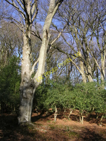 Photo 6"x4" Winter in the Ocknell Inclosure, New Forest Stoney Cross c2006