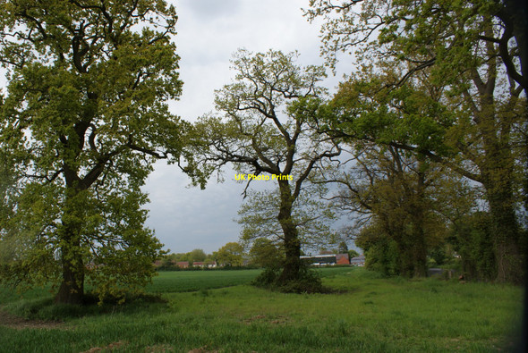 Photo 6"x4" Oak trees on a field edge Binfield Heath c2010