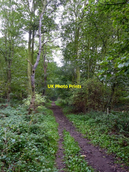 Photo 6"x4" Footpath through the trees Ranskill c2010