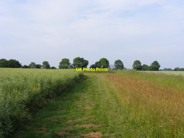 Photo 6"x4" Footpath from Cox Common to Redisham Westhall\/TM4181 c2010