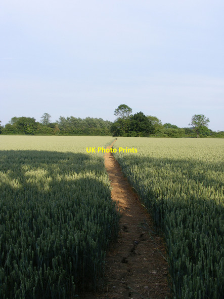 Photo 6"x4" Footpath towards Station Road Redisham c2010