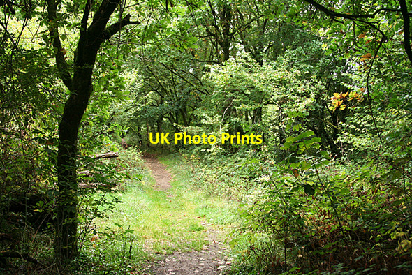 Photo 6"x4" Chagford: woodland path Easton\/SX7188 c2010