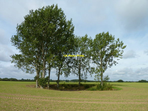 Photo 6"x4" Sentinels by a pond Rush Green\/TG0706 c2010