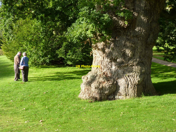 Photo 6"x4" Royal oak Sandringham c2010