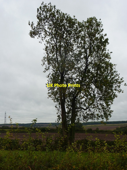 Photo 6"x4" Tree by a footpath east of Laxton Laxton\/SK7267 c2010