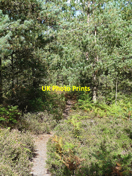 Photo 6"x4" Heyshott Common (4) Midhurst c2010
