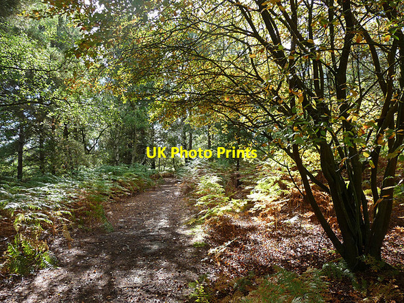 Photo 6"x4" Heyshott Common (5) Midhurst c2010
