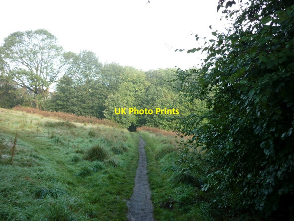 Photo 6"x4" A clearing on the Meanwood Valley Trail Leeds\/SE3034 c2010