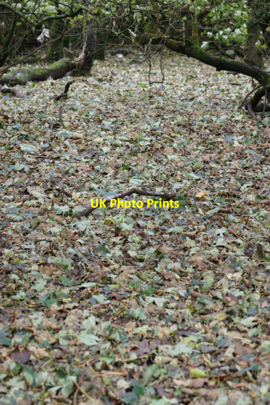 Photo 6"x4" Autumn leaves, Halligarth Baltasound c2010