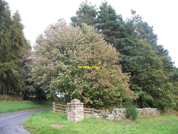 Photo 6"x4" The other Stone pillar at Titlington Mount Titlington c2010