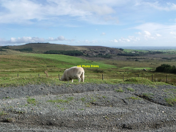 Photo 6"x4" A sheep grazing on Mynydd-du-Commin, Pembs. Greenway\/SN0630 c2010