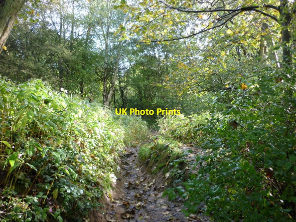 Photo 6"x4" A path into Adel Woods Adel c2010