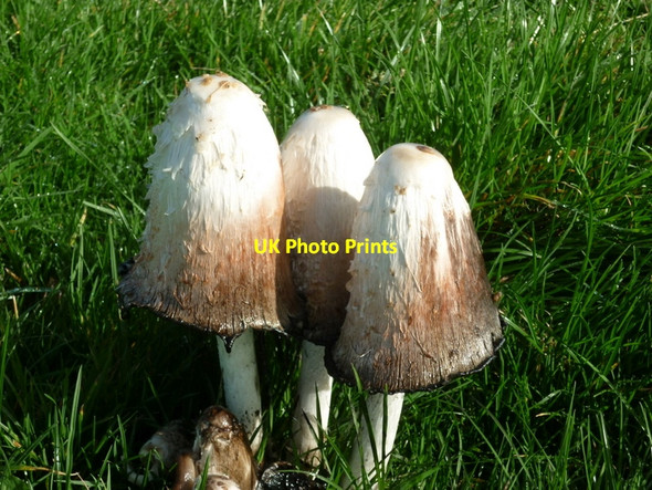 Photo 6"x4" Fungi at Brookland Farm Eccup c2010