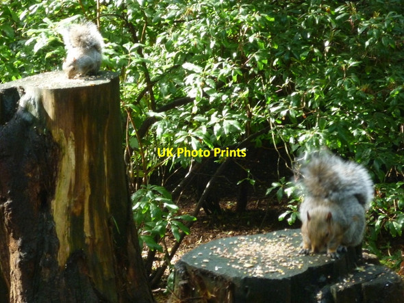 Photo 6"x4" The locals are too busy eating Eccup c2010