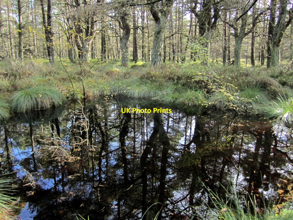 Photo 6"x4" Dark pool, Beanley Moss Eglingham c2010