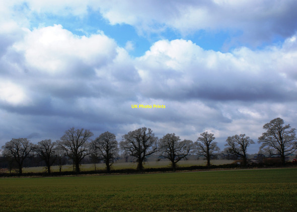 Photo 6"x4" Trees along Station Road, Kintbury Avington\/SU3768 c2010