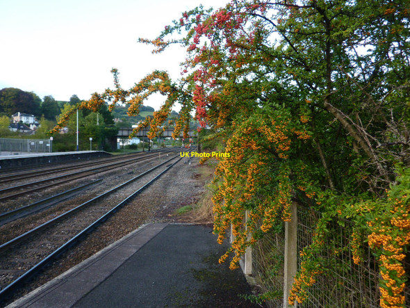 Photo 6"x4" Pyracantha, Totnes Station railway platform Totnes c2010