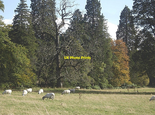 Photo 6"x4" Where sheep may safely graze Aboyne c2010