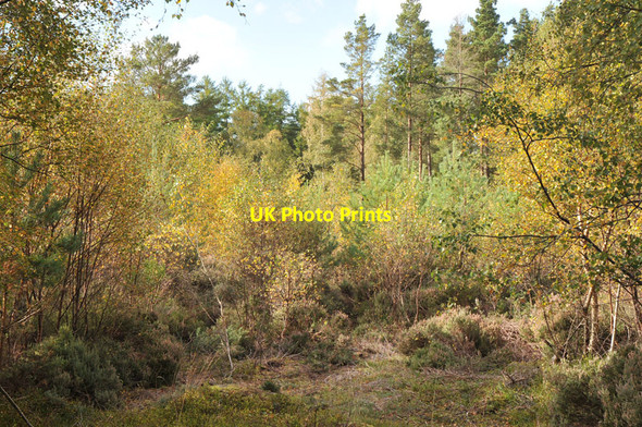 Photo 6"x4" Autumnal trees in Inshoch Wood Dyke\/NH9858 c2010
