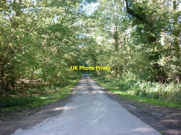 Photo 6"x4" A minor road in the woods West Newton\/TA1937 c2010